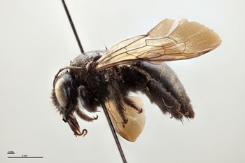 Media type: image;   Entomology 810643 Aspect: habitus lateral view